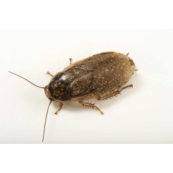 1000 Cucarachas Lobster