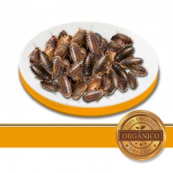Cucaracha Dubia en Mexico