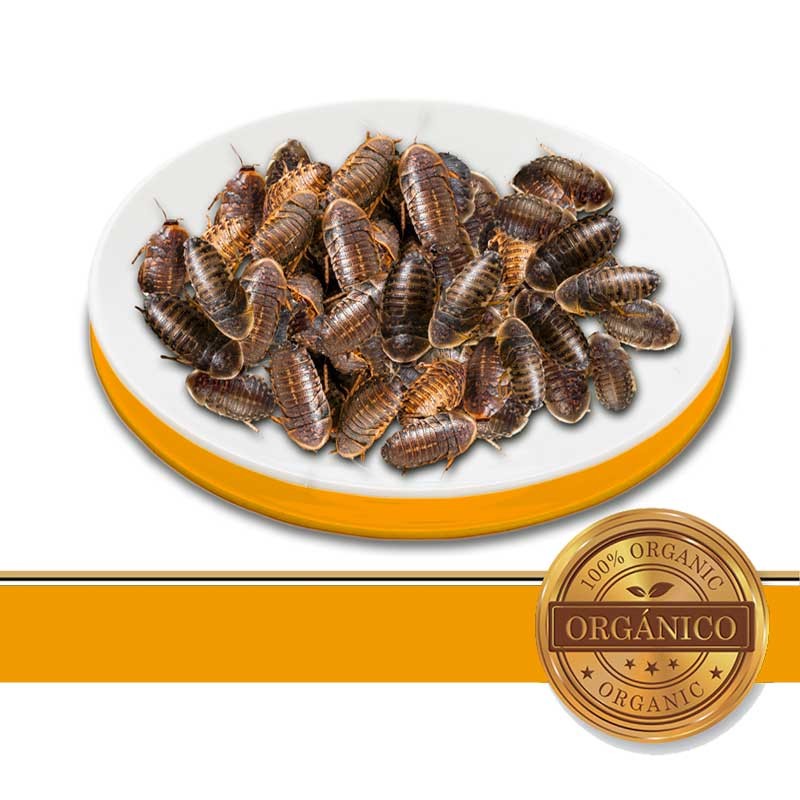 Cucaracha Dubia en Mexico